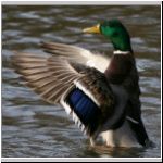 Anas platyrhynchos - Stockente 08.jpg